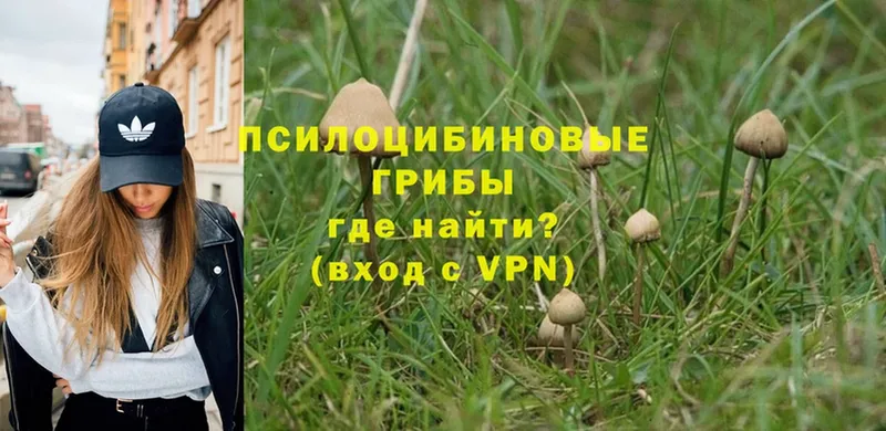 hydra tor  как найти наркотики  Каменка  Галлюциногенные грибы Psilocybe 